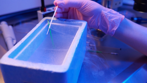 Embryos being frozen in the lab